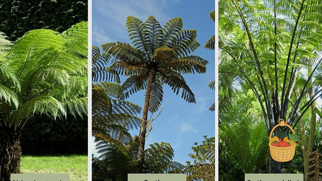 24 Types Of Ferns That Will Transform Your Garden 18 Tree Fern