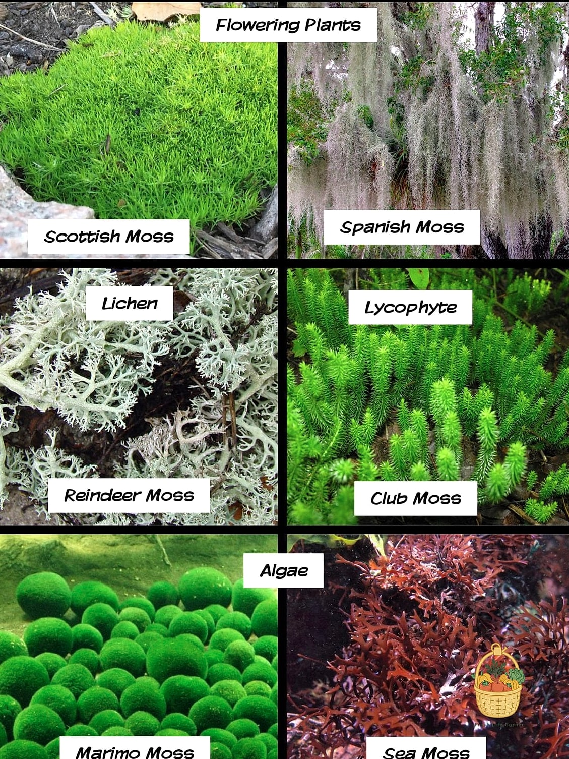 Tree Moss