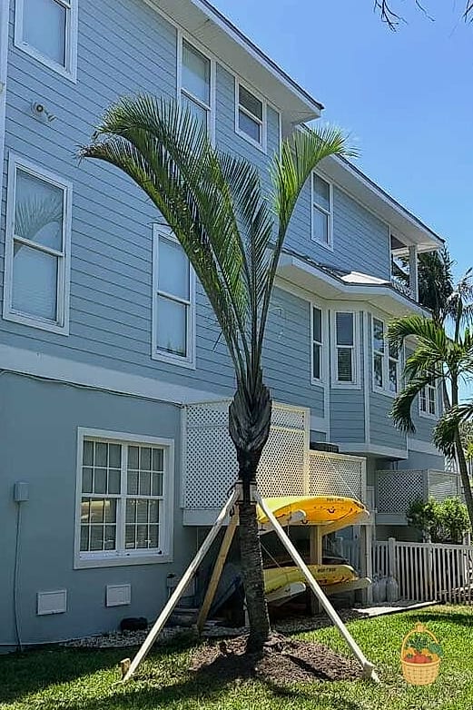 30 Low Maintenance Palm Trees That Are Going Viral on Pinterest 17 Triangle Palm