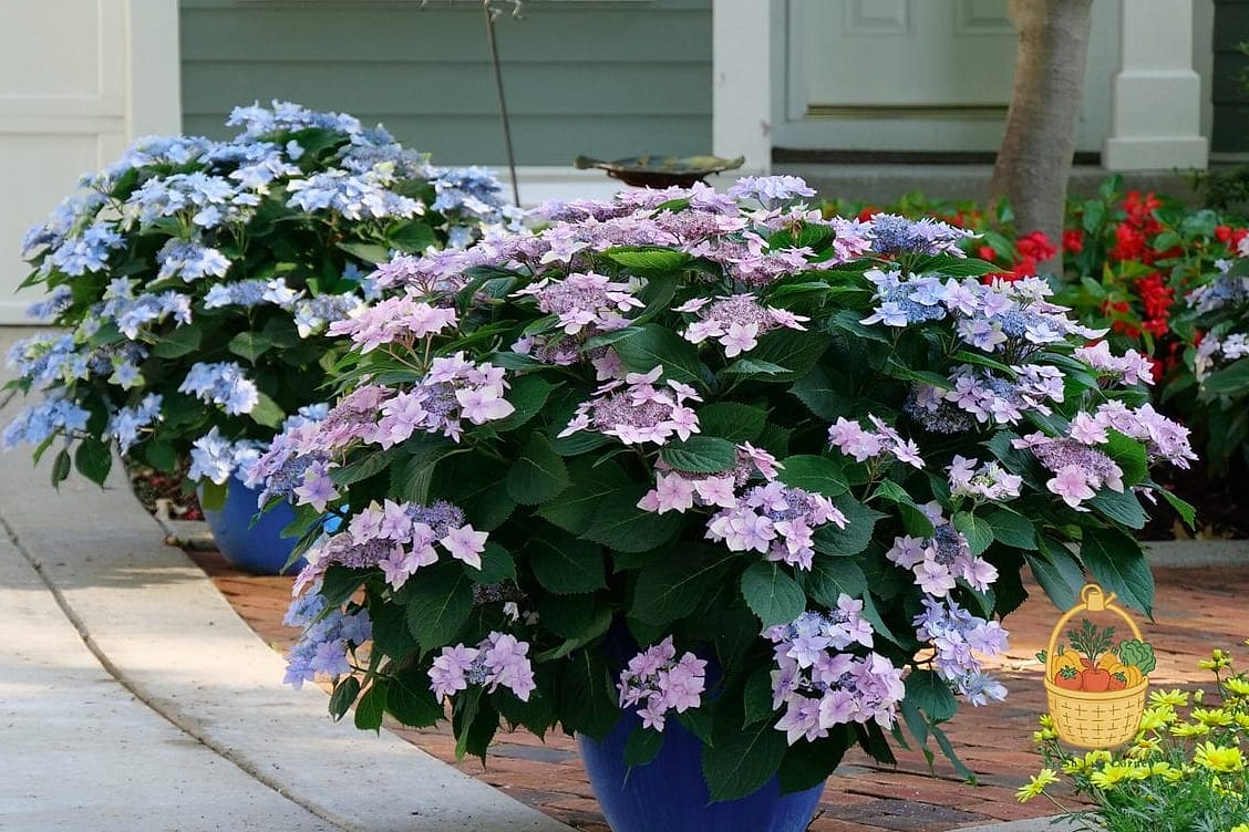 20 Stunning Container Hydrangeas Every Gardener Needs to Know About 7 Tuff Stuff