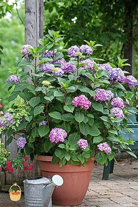 20 Stunning Container Hydrangeas Every Gardener Needs to Know About 16 Twist-n-Shout