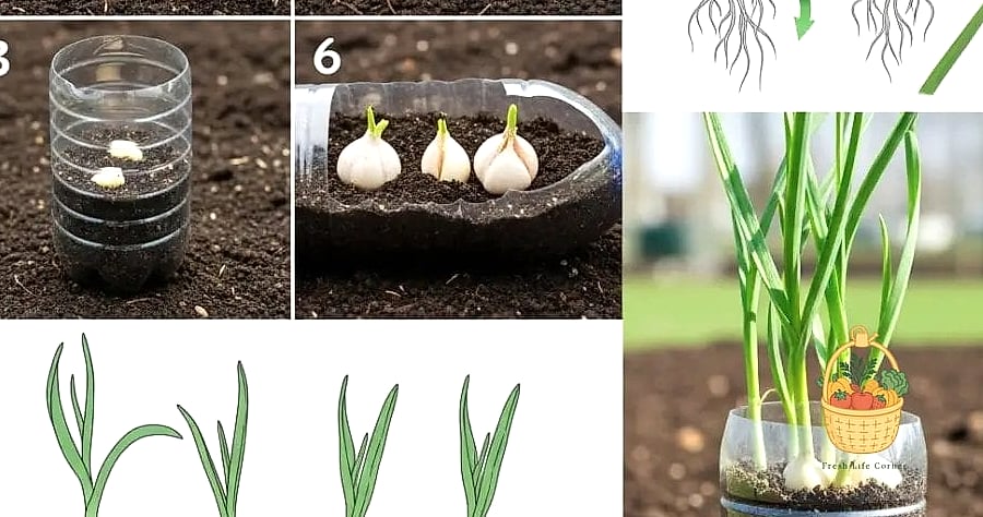 Propagate Garlic — Tips and Tricks That Actually Work 2 Understanding How Garlic Propagation Works