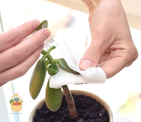 24 Feeding Jade Plant Wrong That Actually Work 14 Using Banana Peel Water