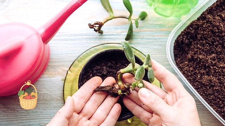 24 Feeding Jade Plant Wrong That Actually Work 4 Using Coffee Grounds Instead of Store-Bought Fertilizer