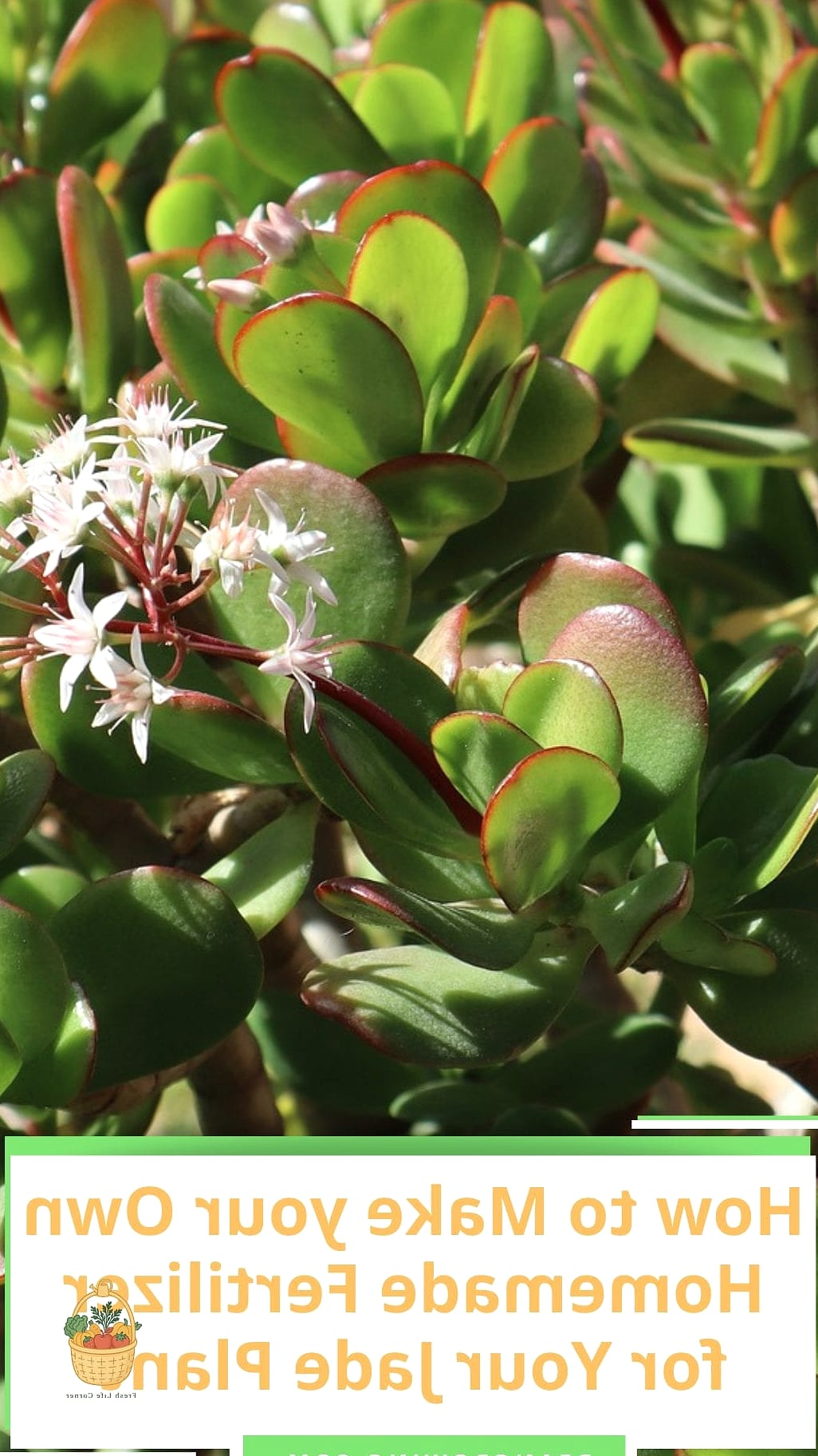 24 Feeding Jade Plant Wrong That Actually Work 7 Using a Fertilizer Made for Vegetables