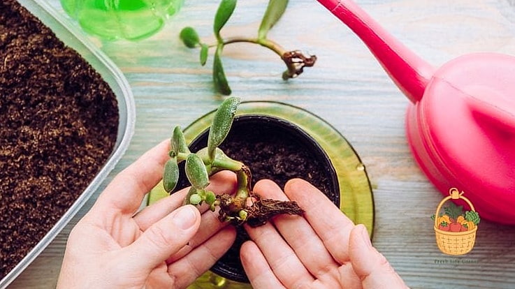 24 Feeding Jade Plant Wrong That Actually Work 21 Using Leftover Tea as Fertilizer