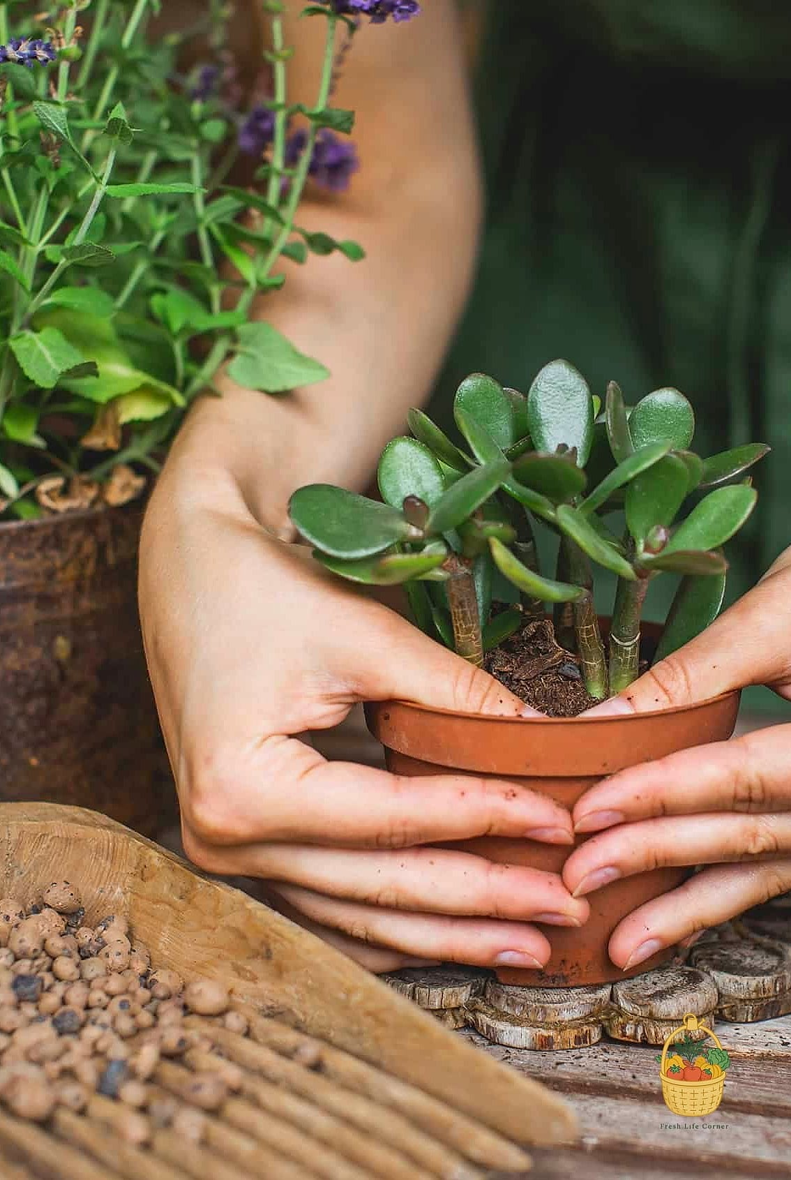 24 Feeding Jade Plant Wrong That Actually Work 11 Using Old, Expired Fertilizer