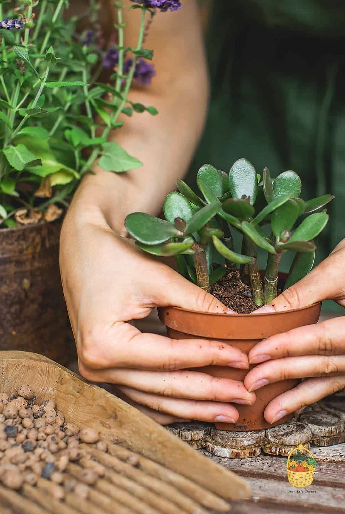 24 Feeding Jade Plant Wrong That Actually Work 19 Using Slow-Release Pellets Sprinkled on Top