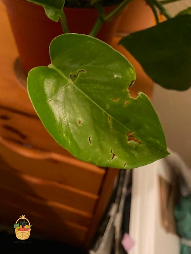 23 Leggy Pothos Causes What To Do That Will Transform Your Garden 22 Using the Wrong Fertilizer Ratio
