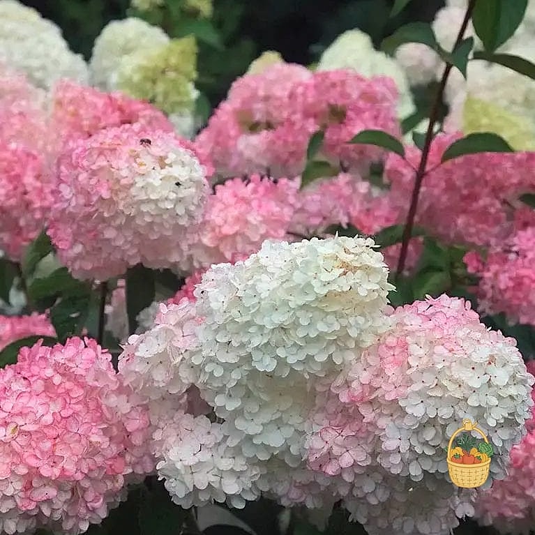 20 Stunning Container Hydrangeas Every Gardener Needs to Know About 8 Vanilla Strawberry