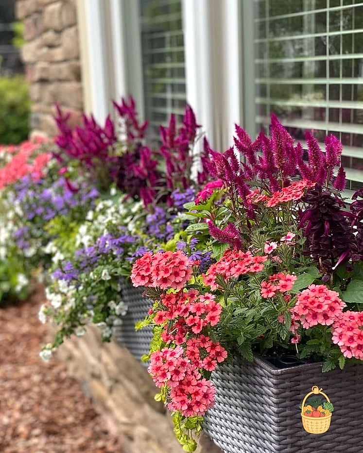 Verbena
