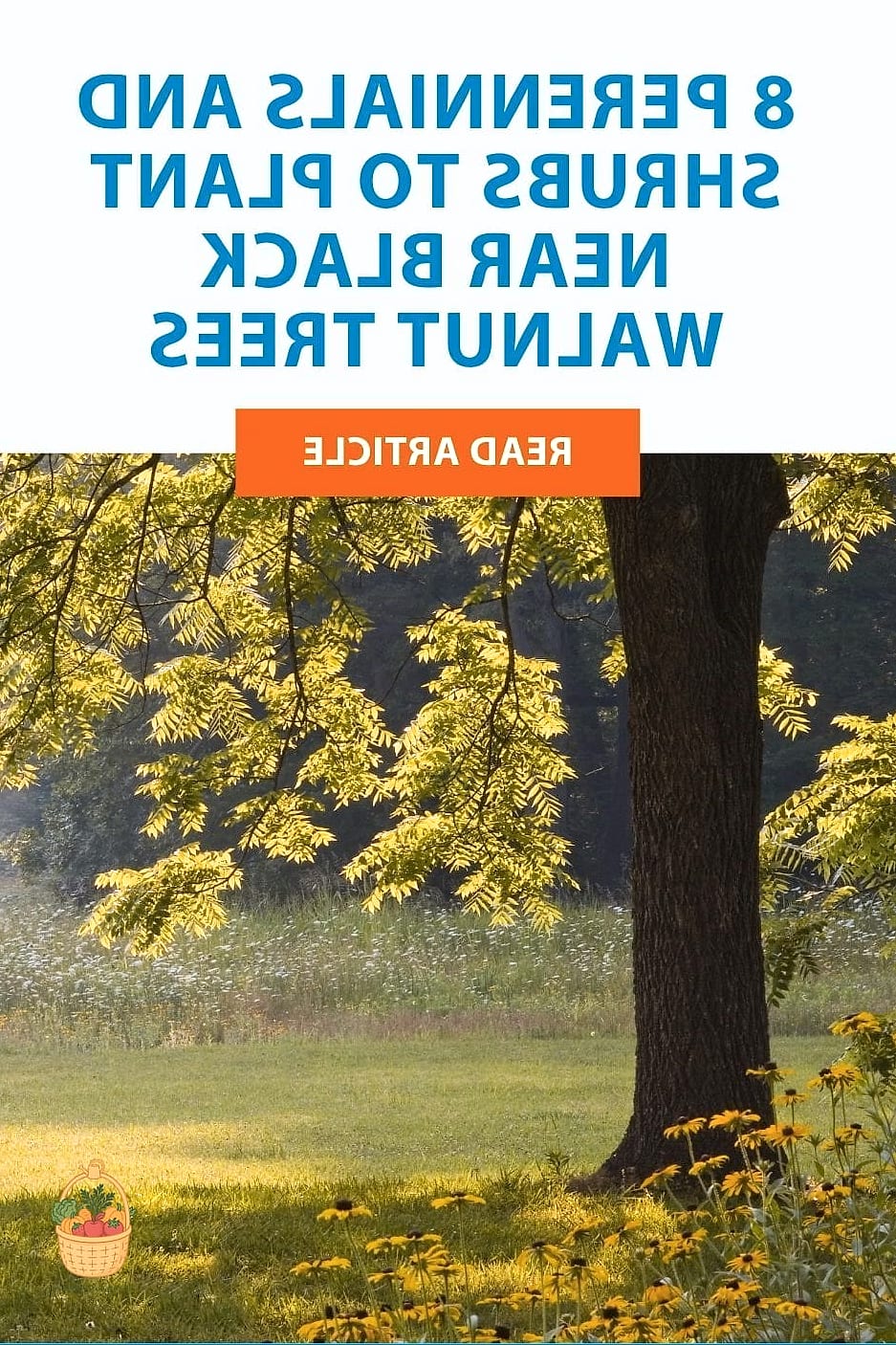 Walnut Trees and Nearly Every Vegetable