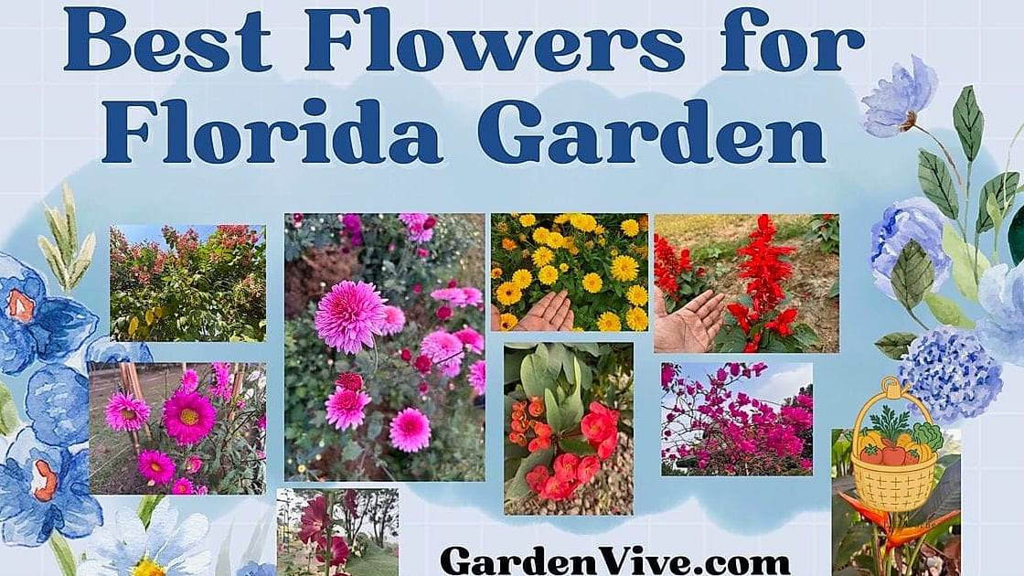 Flowers Grow In Florida Year Round — Everything You Need to Know 5 Warm Season Powerhouses (March Through October)