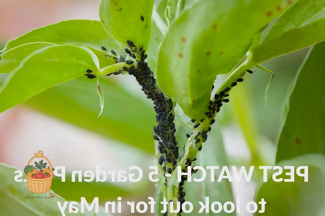 Watch for Pests Before They Become an Infestation