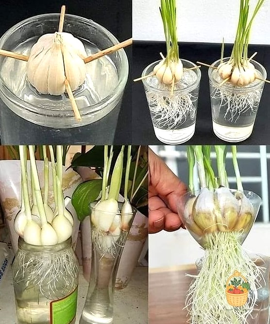 Propagate Garlic — Tips and Tricks That Actually Work 7 Watering and Ongoing Care