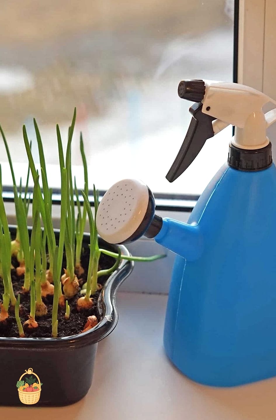How To Grow Onions In Containers — Everything You Need to Know 8 Watering Onions the Right Way