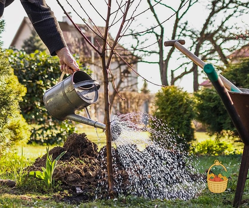 Watering Your Plum Tree the Right Way