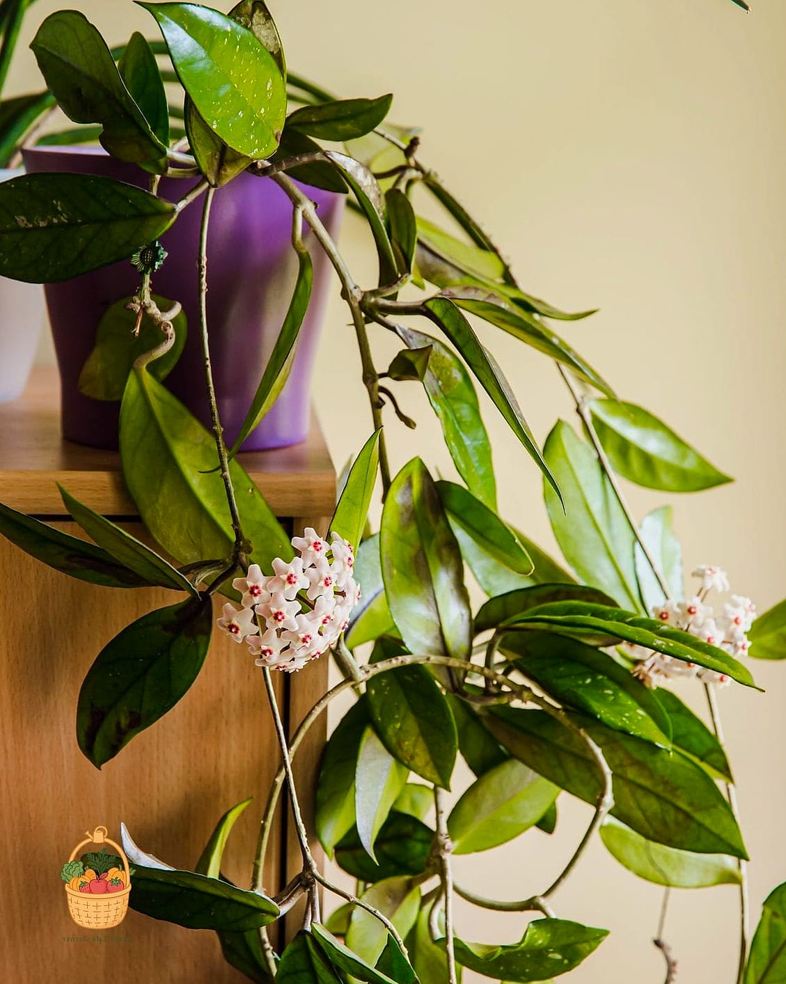 22 Indoor Vining Plants That Actually Work 10 Wax Plant (Hoya)