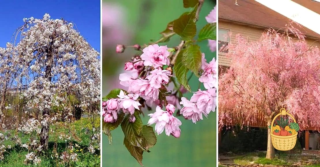 Weeping Cherry