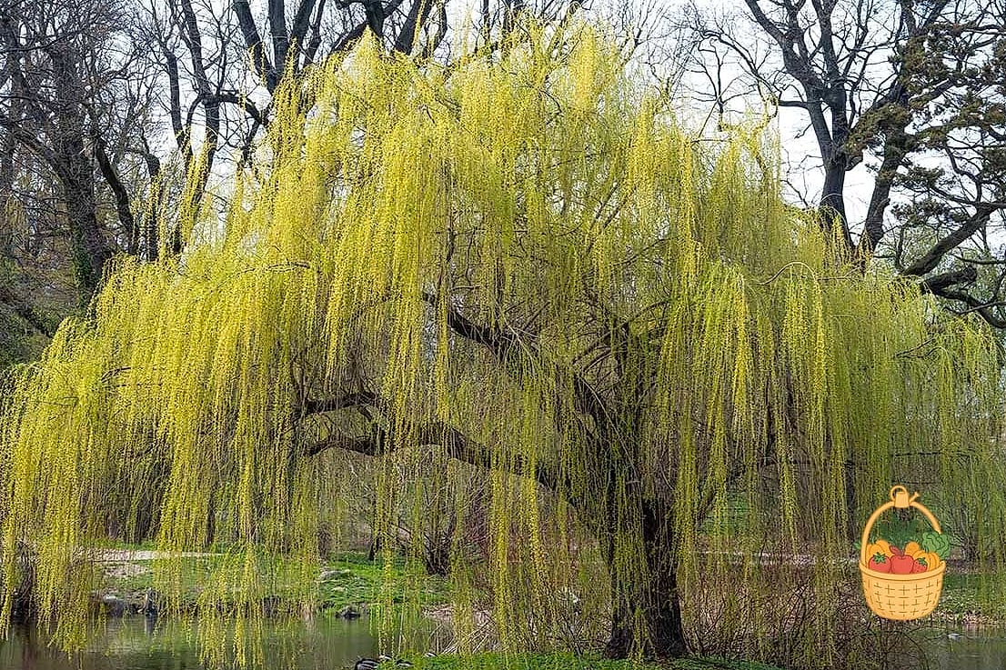 Weeping Willow