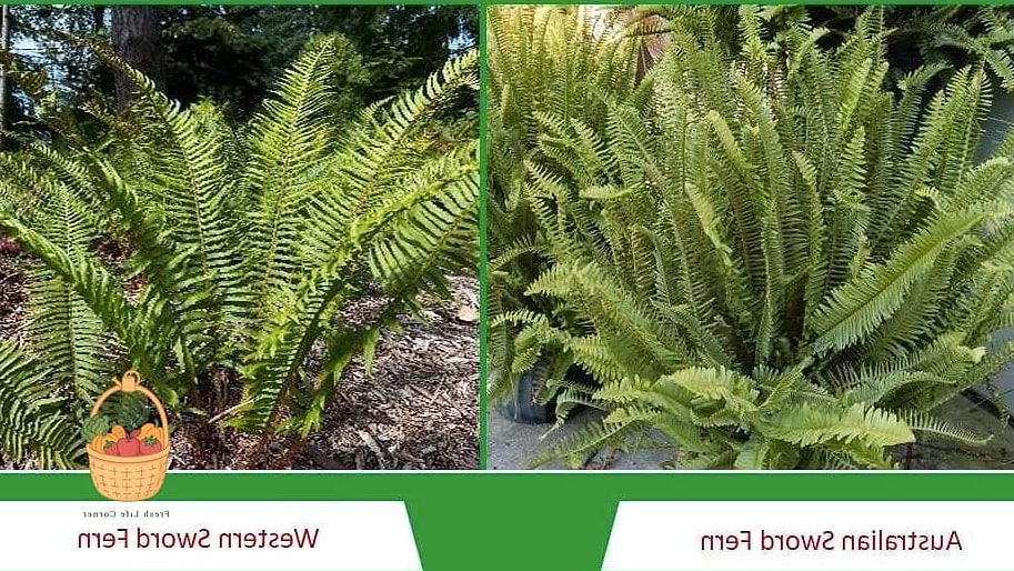 24 Types Of Ferns That Will Transform Your Garden 22 Western Sword Fern