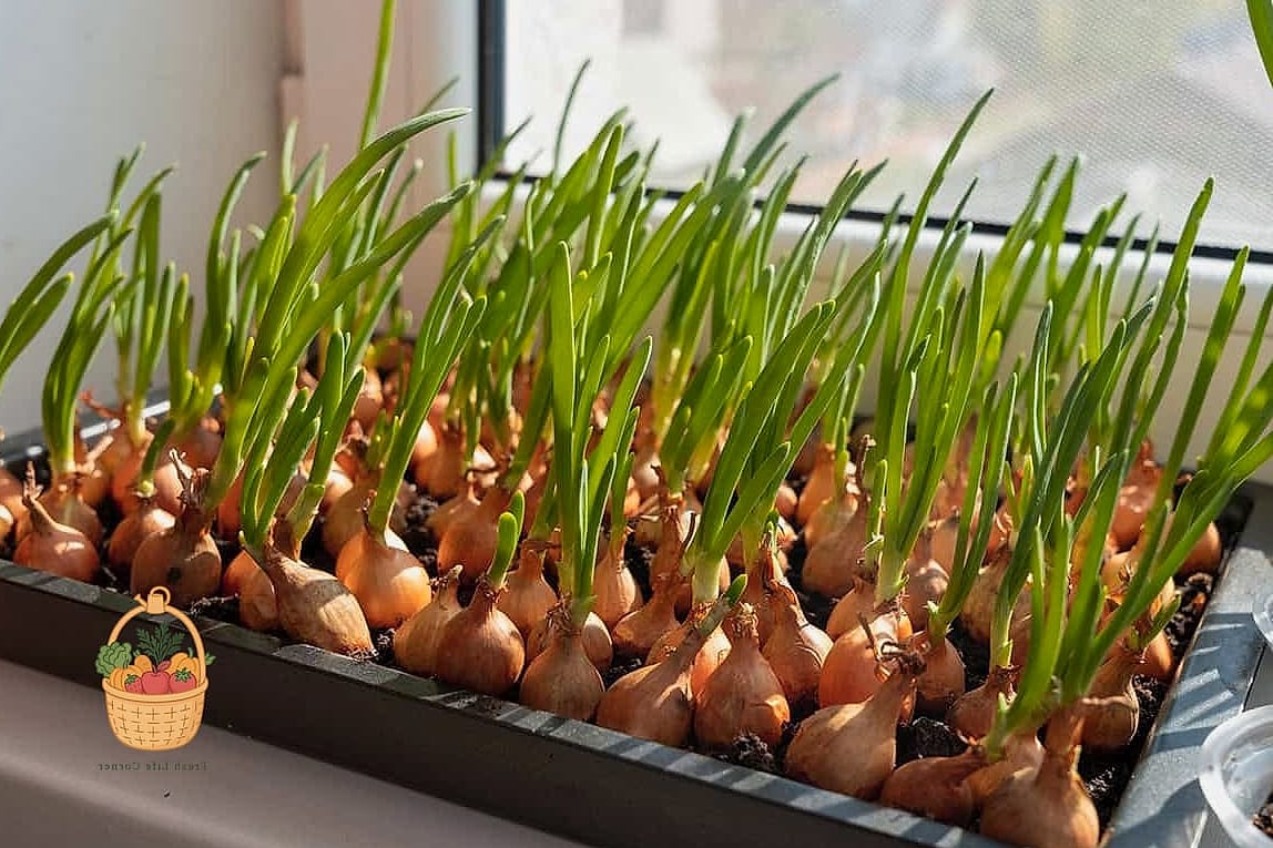 How To Grow Onions In Containers — Everything You Need to Know 12 When and How to Harvest