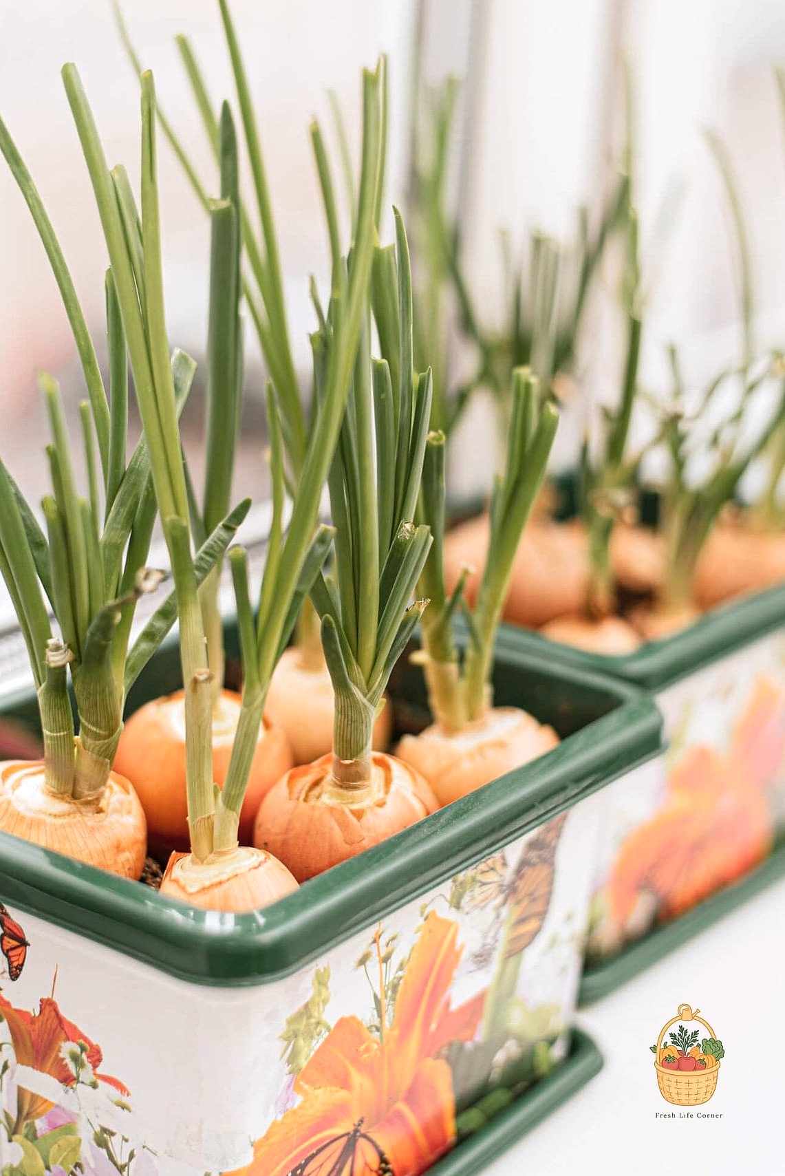 How To Grow Onions In Containers — Everything You Need to Know 2 Why Container-Grown Onions Are Worth Trying