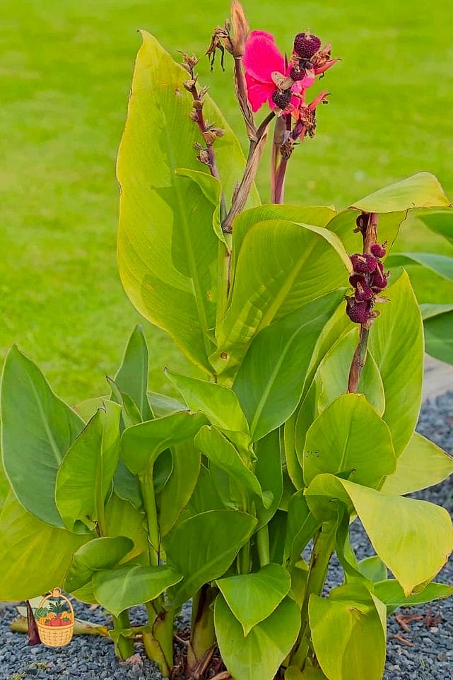 Why Gardeners Love It