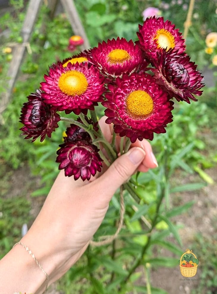 How To Grow & Care For Strawflowers — Everything You Need to Know 2 Why Gardeners Love It