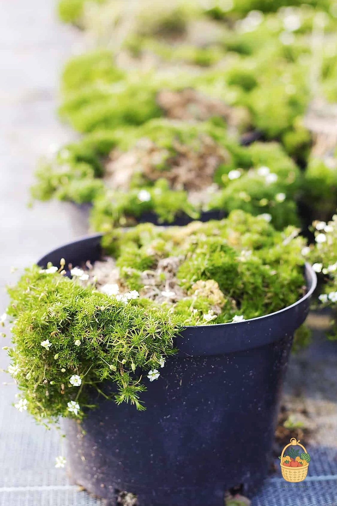 Why Gardeners Love It