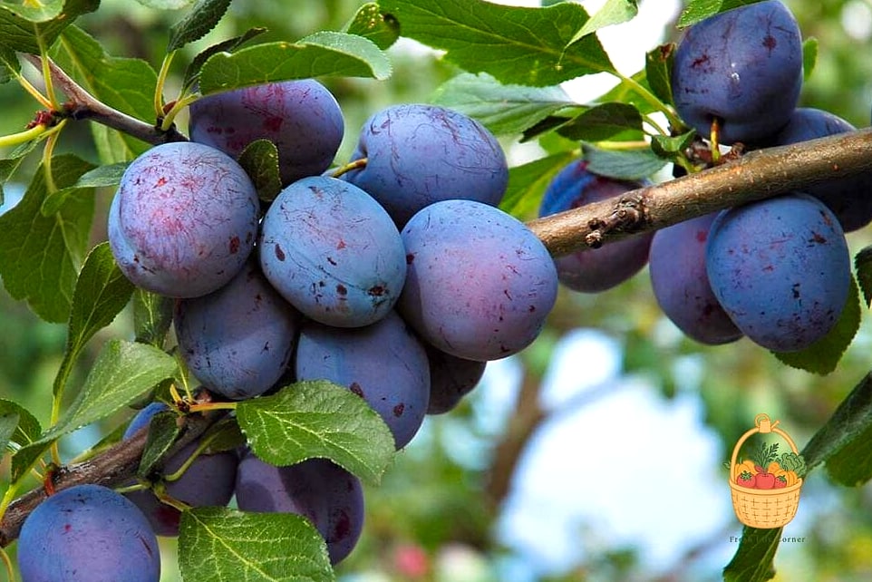Why Gardeners Love Plum Trees