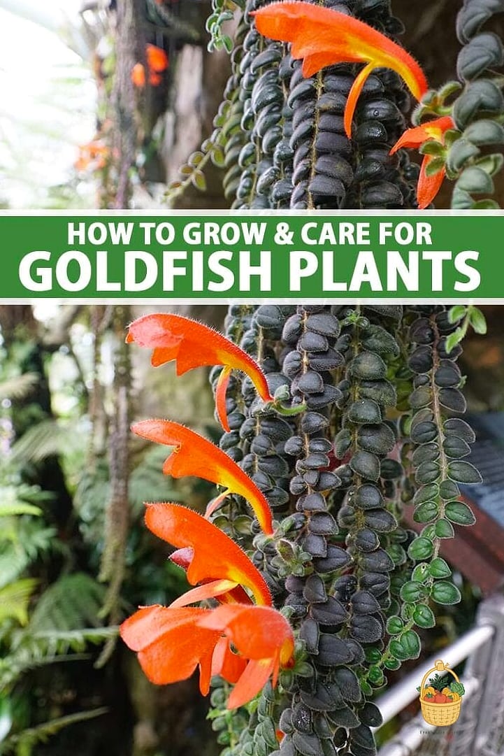 Why Gardeners Love It