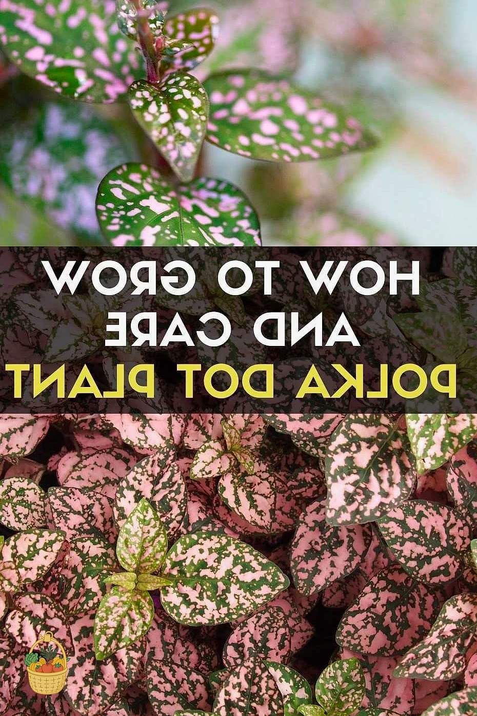 Why Gardeners Love It