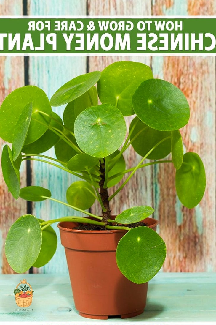 Why Gardeners Love It