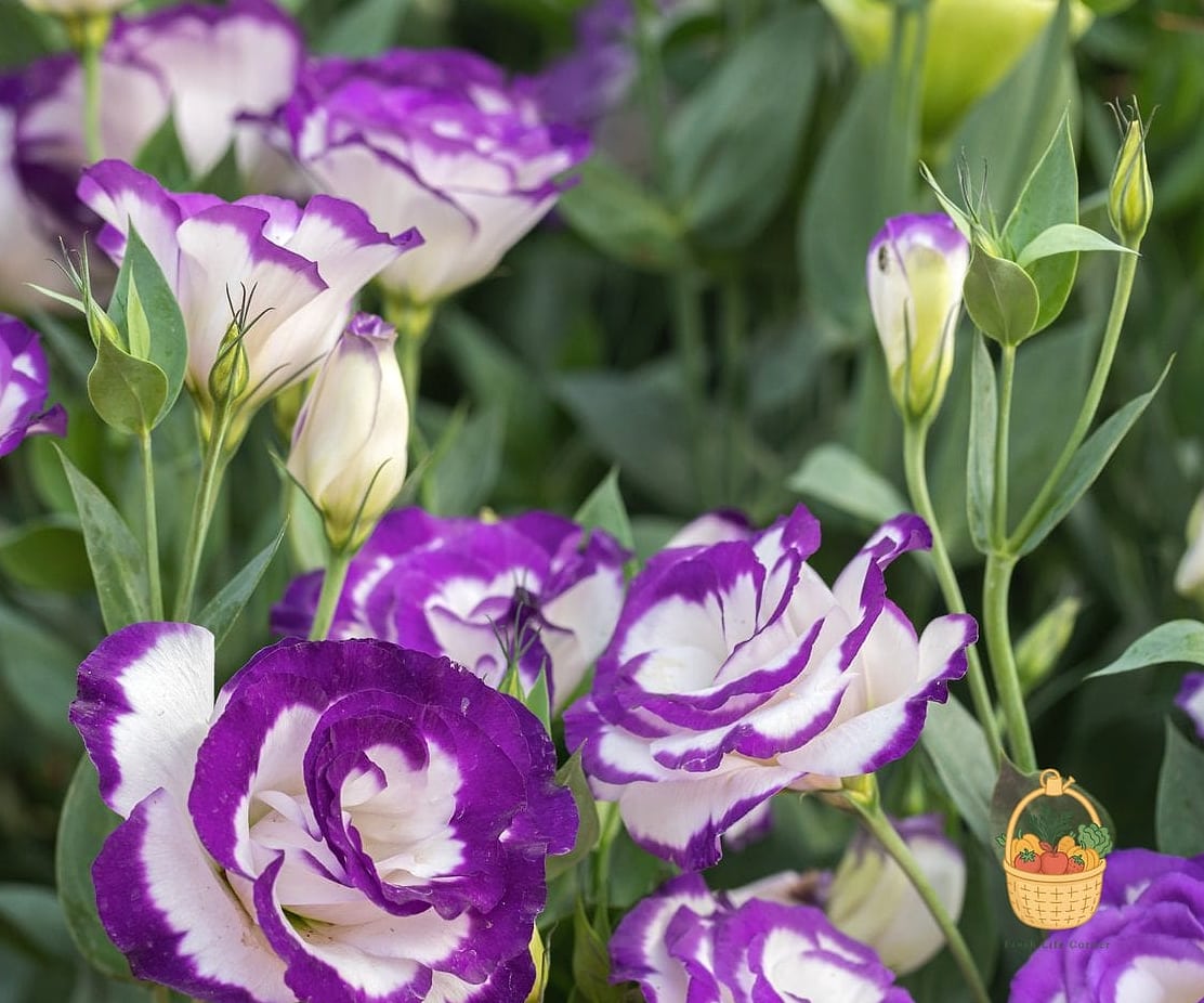 How To Grow & Care For Lisianthus — Everything You Need to Know 2 Why Gardeners Love It