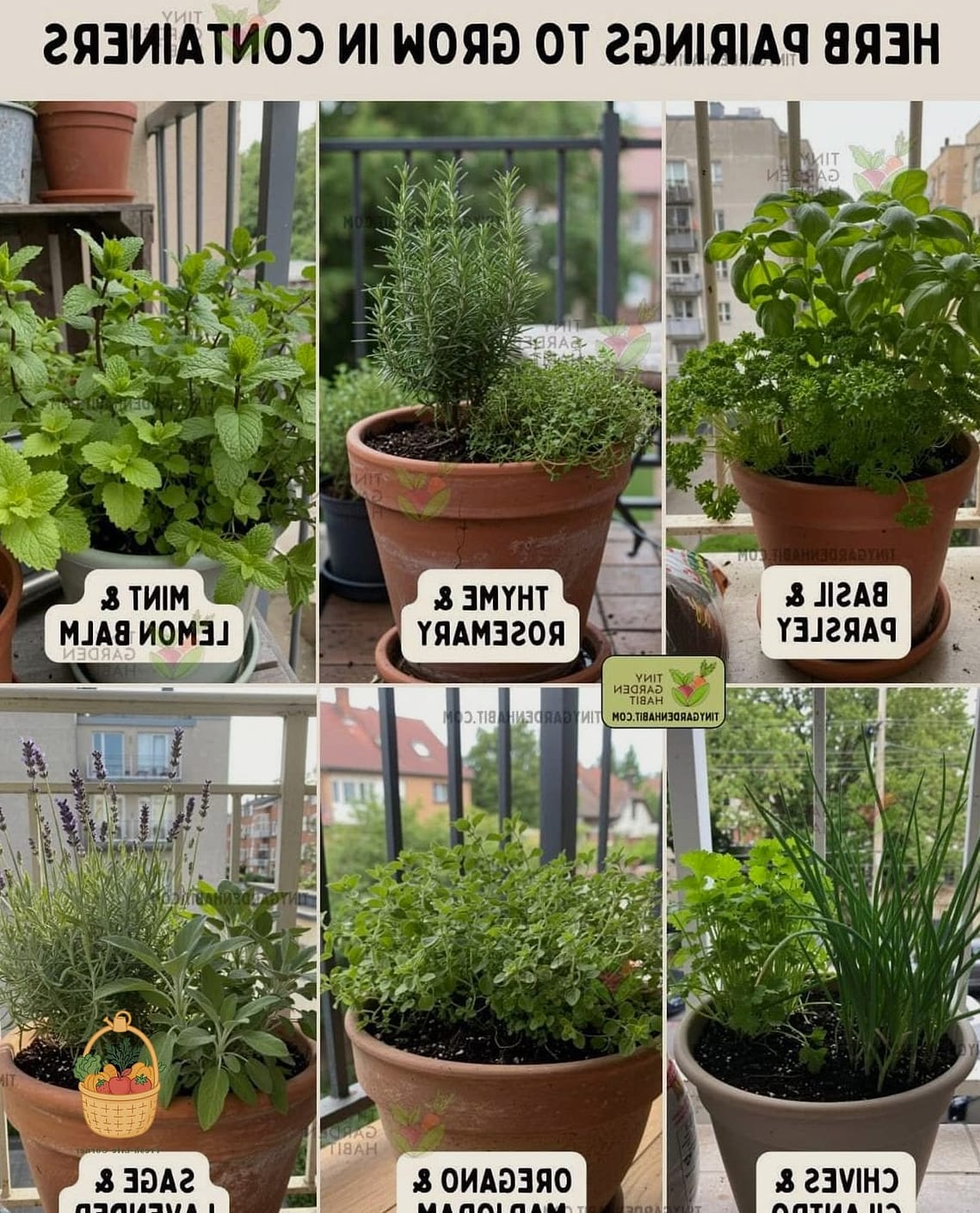 Why Rosemary Actually Prefers Pots