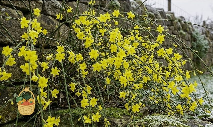 Winter Jasmine