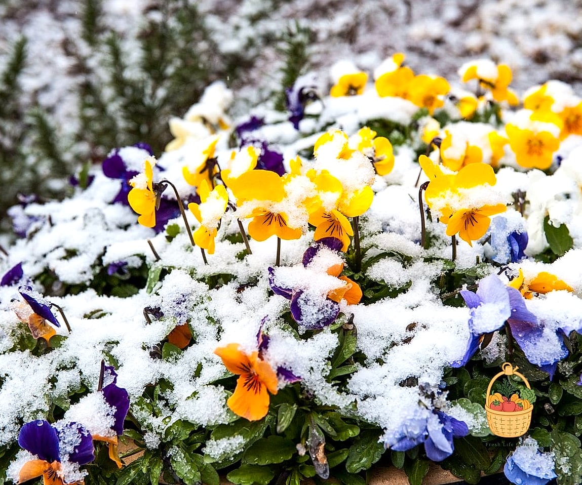 Winter Pansy Violas