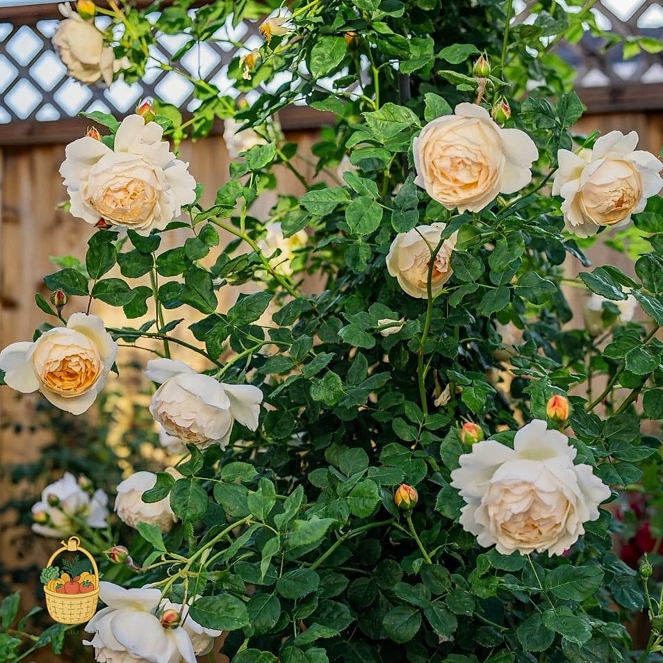 20 Fragrant Roses That Will Transform Your Garden 10 Wollerton Old Hall