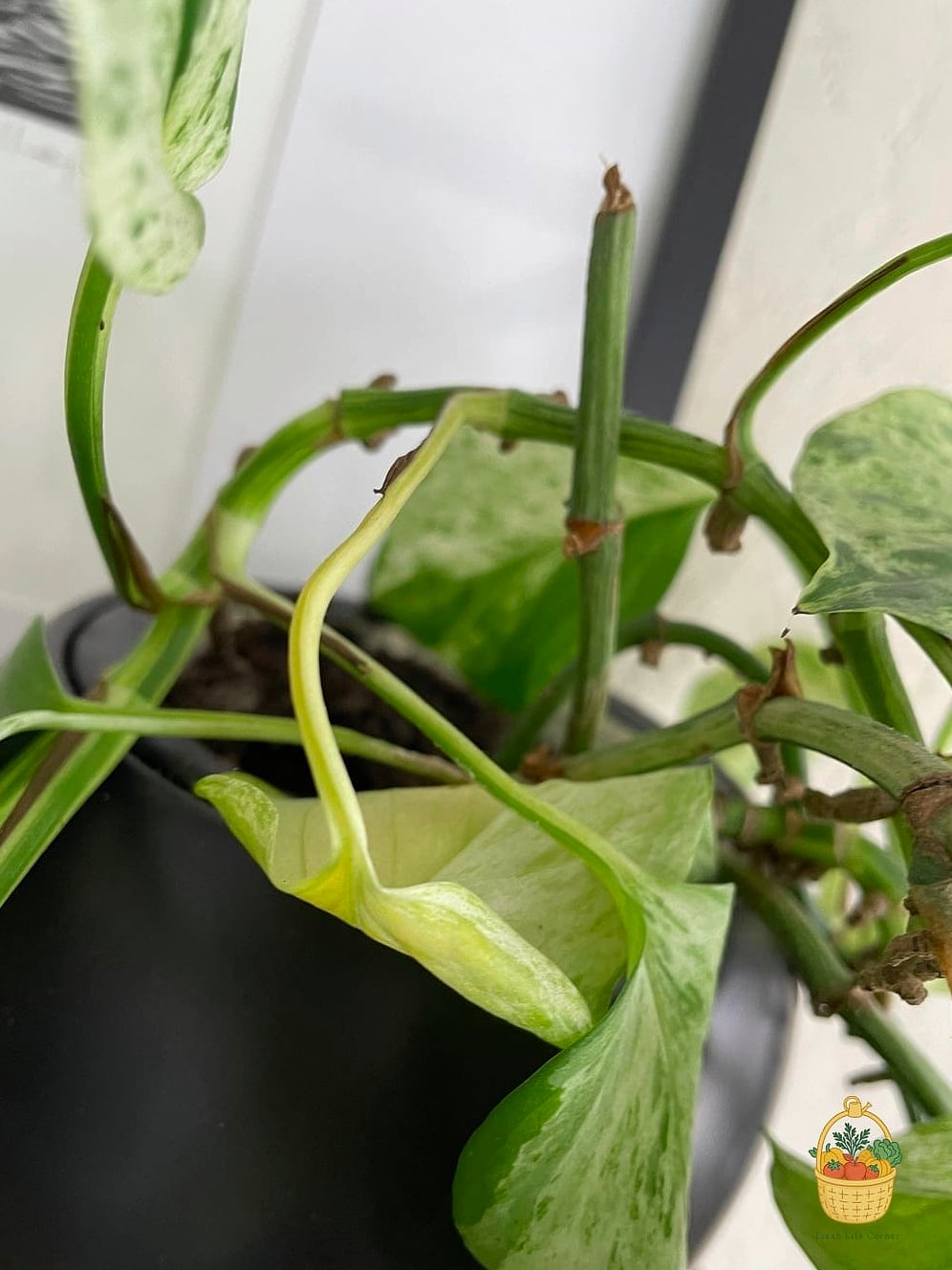 23 Leggy Pothos Causes What To Do That Will Transform Your Garden 14 Wrong Pot Size