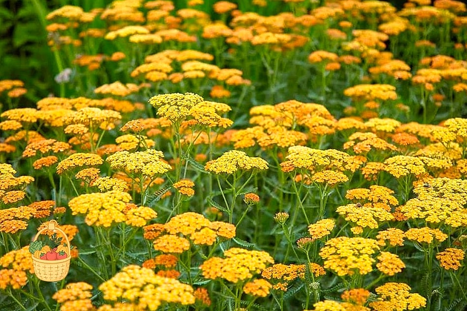 20 Full Sun Perennials That Will Transform Your Garden 8 Yarrow (Achillea millefolium)