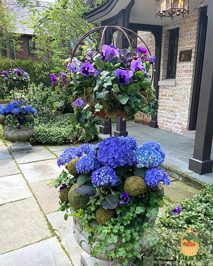 20 Stunning Container Hydrangeas Every Gardener Needs to Know About 12 Zinfinity Blue