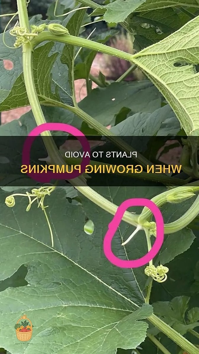 Zucchini and Pumpkins in Small Spaces